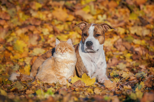 Perro y gato en periodo otoñal