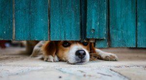 ¿Perros con miedo a las puertas abiertas?