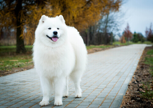 Personalidad del samoyedo