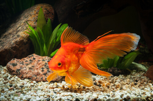 El goldfish es uno de los peces de agua fría.