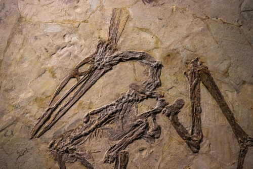 Pterosaurio fósil.
