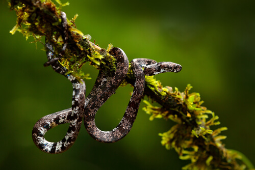¿Qué comen las serpientes descubiertas en Ecuador?