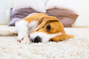 La epilepsia en perros: síntomas y soluciones