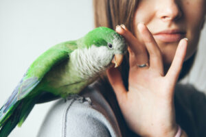 Tipos de parásitos de las aves
