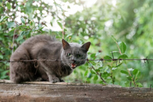3 señales que indican que tu gato tiene rabia felina