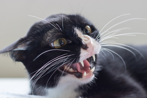 Rabia felina: síntomas