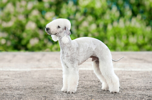 Razas de perros más extrañas: bedlington terrier