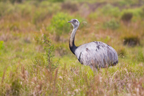 Rhea americana