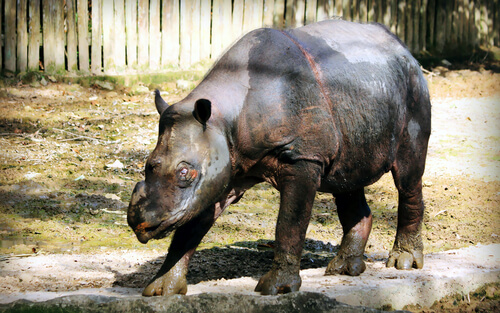 Rinoceronte de Sumatra: cuántos quedan