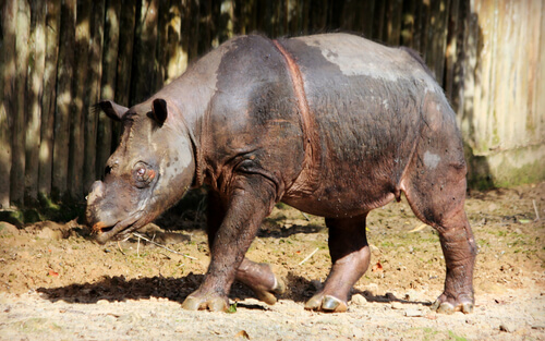 La delicada situación del rinoceronte de Sumatra