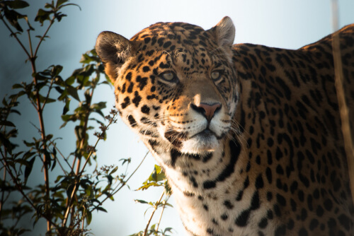 Rostro del jaguar