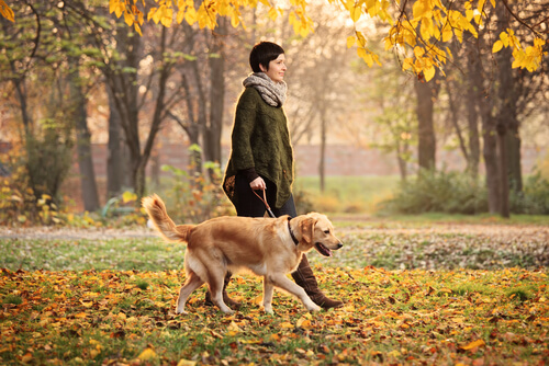 Ideas para pasear a tu perro en otoño