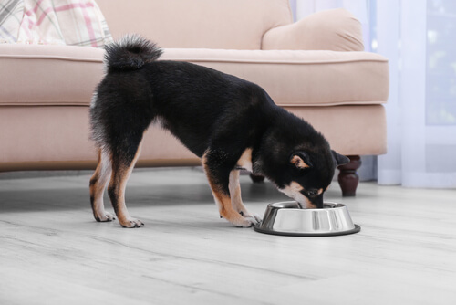 Shiba Inu: alimentación