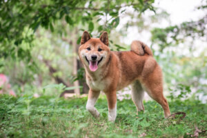 Shiba Inu: cuidados y alimentación