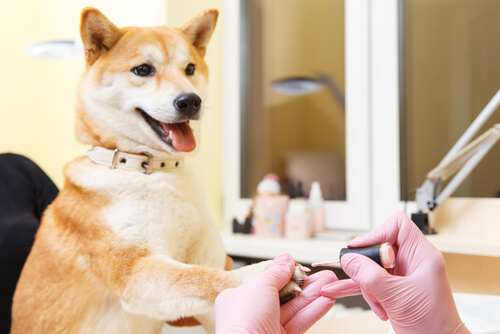 Shiba Inu: cuidados