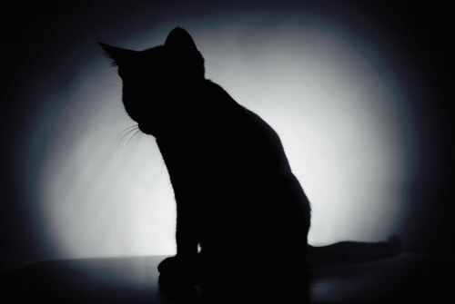 Sombra de un gato.