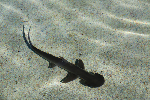 Tiburón cabeza de pala