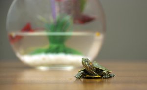 Los 4 animales acuáticos domésticos más populares