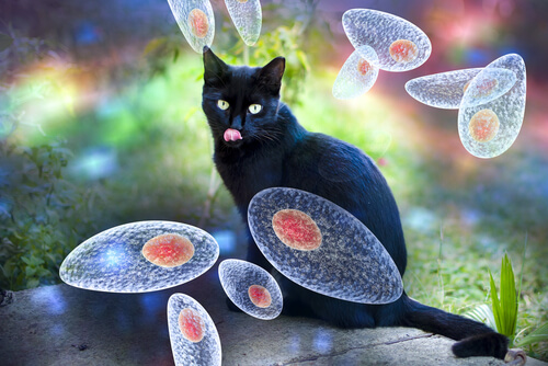 Toxoplasma gondii en gatos