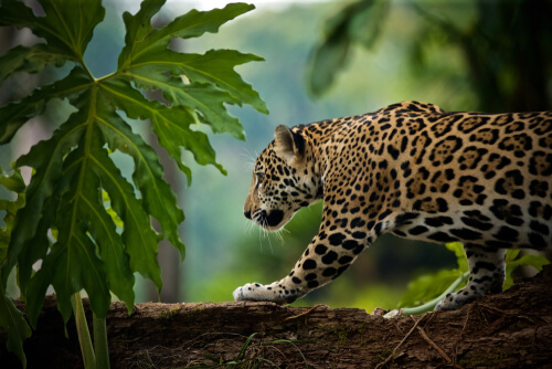 El tráfico de jaguares de los mayas