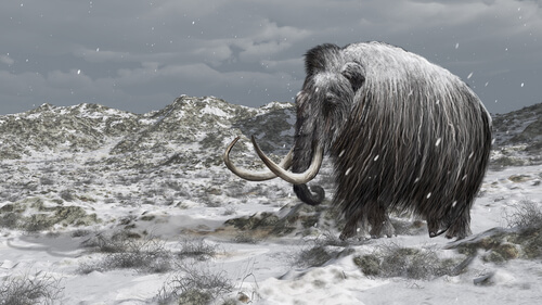 La historia de los últimos mamuts