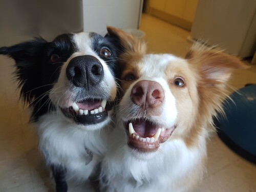 Ventajas de tener dos perros en casa
