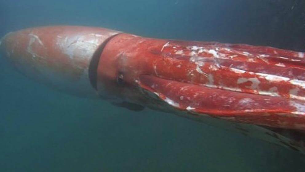 Calamar gigante.