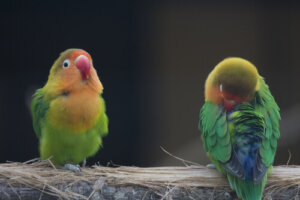 Agapornis: características, razas y cuidados