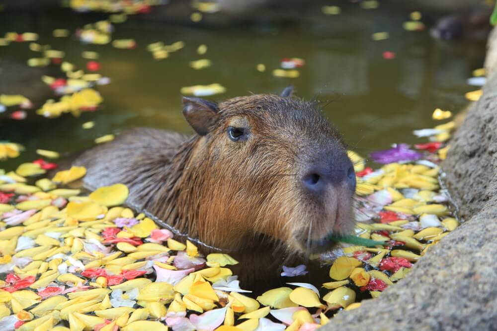 Capibara sumergida en el agua.