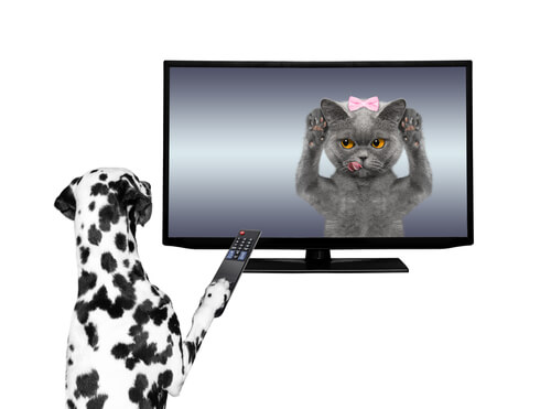 Animales en spots televisivos