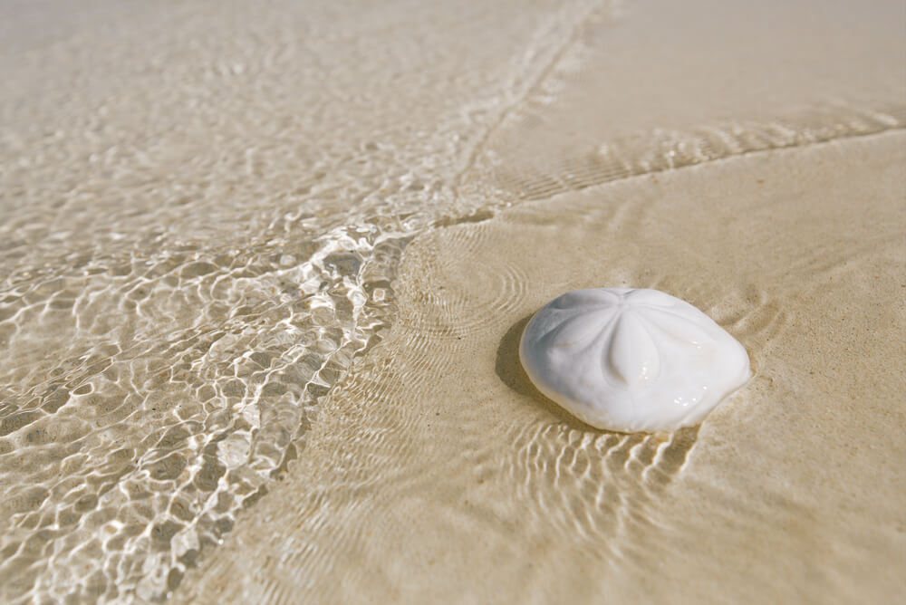 Animales sand dollar.