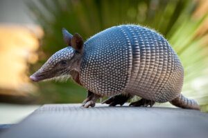 El armadillo, un animal muy peculiar