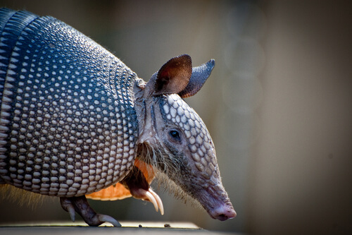 Armadillo.