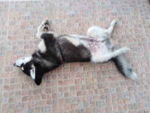 Síntomas de la ascitis en perros