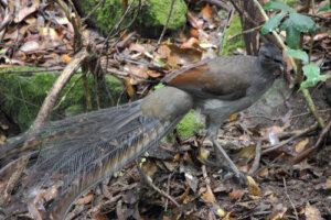 Las sorprendentes habilidades del ave-lira soberbia
