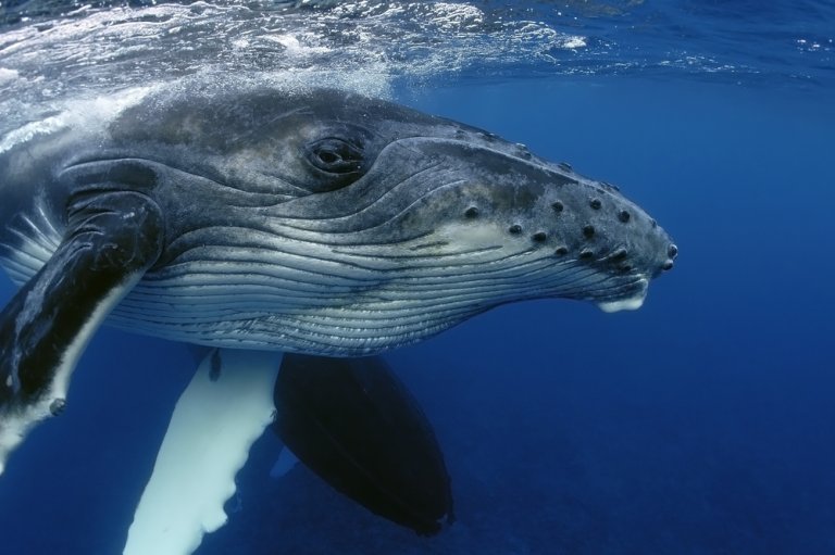 ¿Cómo duermen las ballenas sin ahogarse?