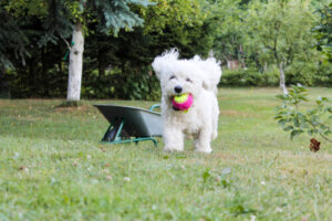 El bichón frisé: características de la raza