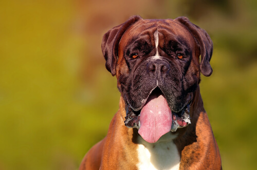 Boxer babea mucho