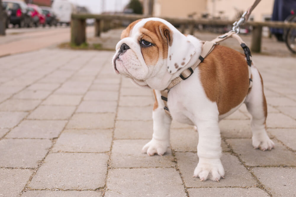 Cucciolo al guinzaglio.