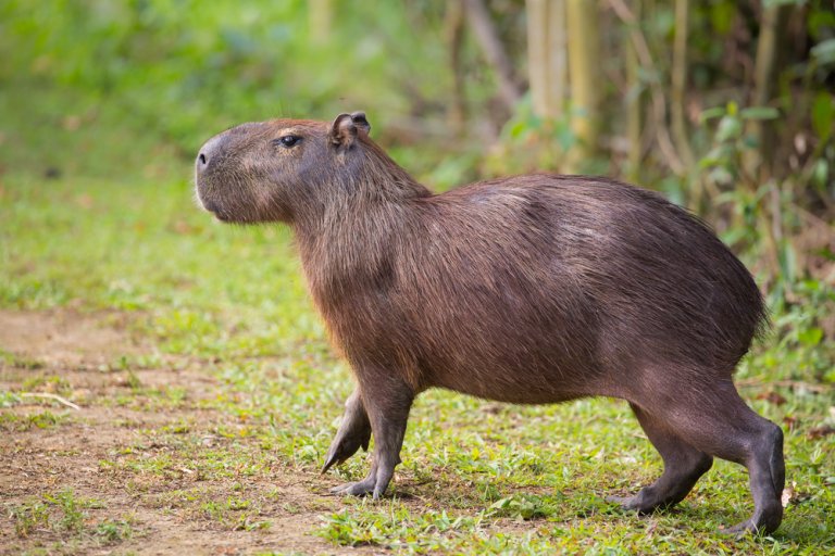 ¿Qué son las capibaras?