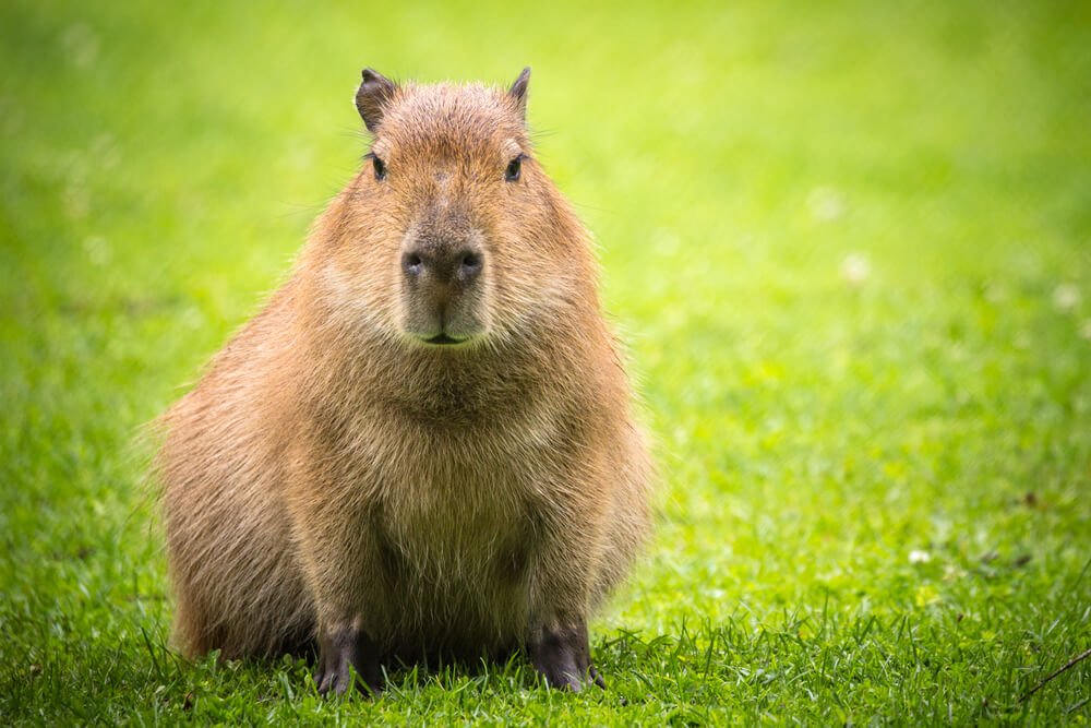 Características de la capibara.