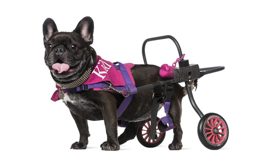 Carros para perros