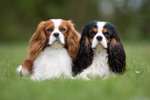 Cavalier King Charles Spaniel: caratteristiche