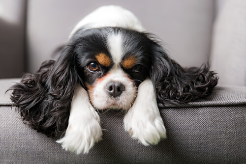 Cavalier King Charles Spaniel.