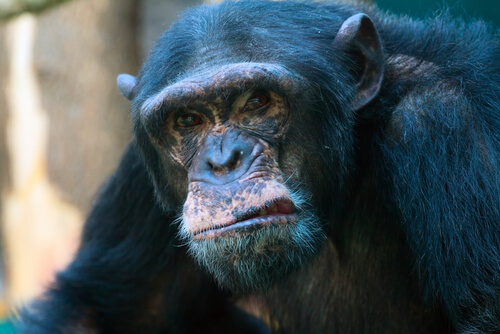 Chimpancés agresivos.