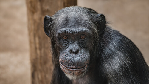 Los chimpancés no son mascotas: conoce a Travis