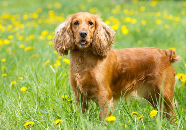 Cocker spaniel inglés, una de las razas inteligentes