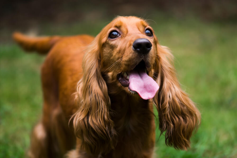 Cocker spaniel ingles.