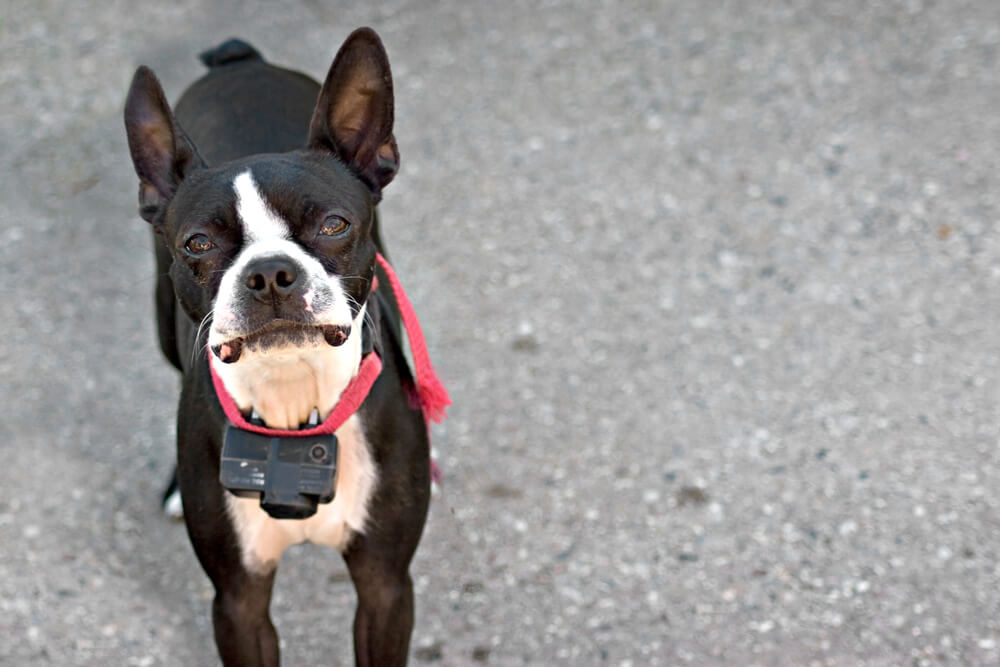 Collares de adiestramiento para perros.