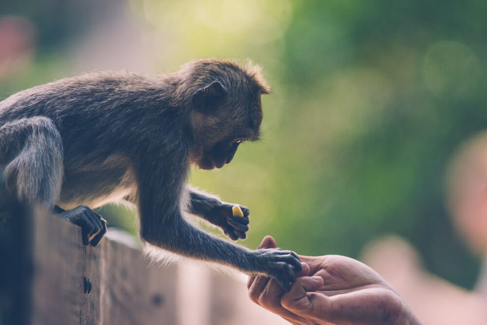 Dar comida a los monos